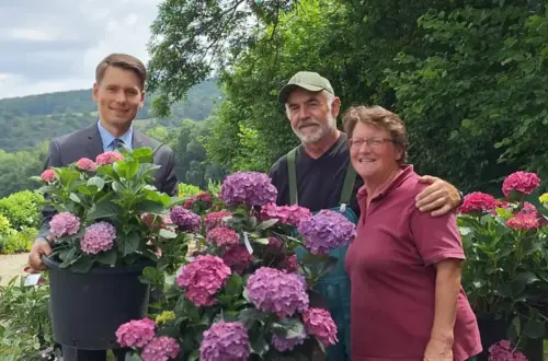Dritte Hessische Hortensienschau in Großalmerode